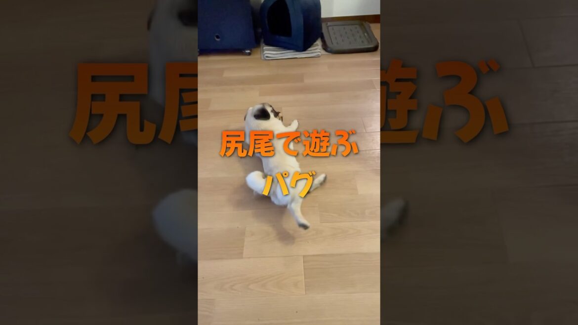 尻尾で遊ぶパグ#shorts #pug #dog