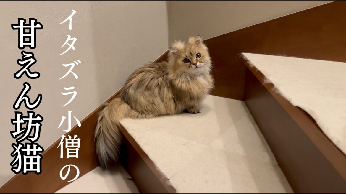 自己中な甘えん坊猫との生活は大変だがとても癒される毎日