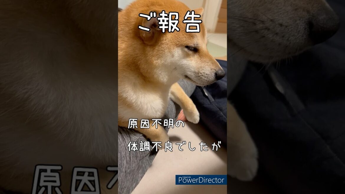 【ご報告】回復傾向の柴犬に気になることが！豆柴アオと柴犬委員会  mameshiba AO & shiba inu committee #Shorts#柴犬 #豆柴#愛犬 #癒し#柴犬のいる生活