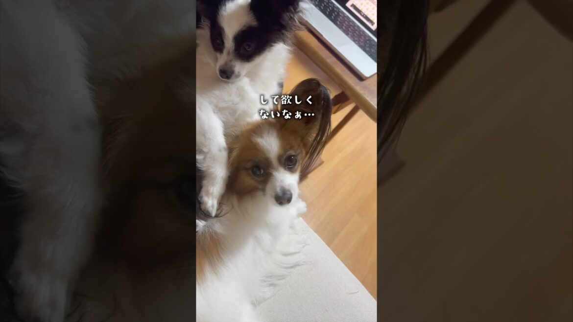 おまじないをする妹　 #パピヨン #papillon #可愛い#子犬お迎え