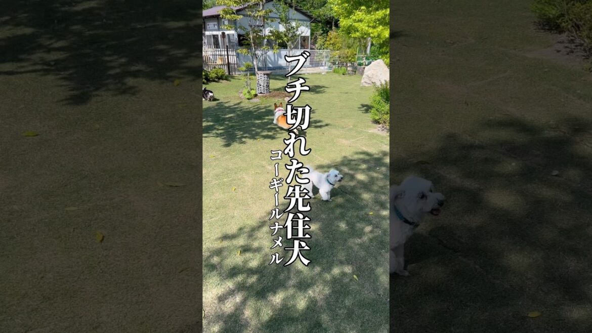 ブチ切れた先住犬#コーギー #コーギールナメル #コーギー多頭飼い #corgi #corgilove #corgisofyoutube