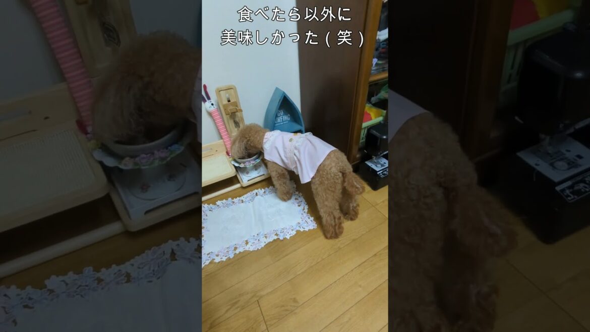 ＜保護犬 トイプードル＞#shorts  #dog #pets