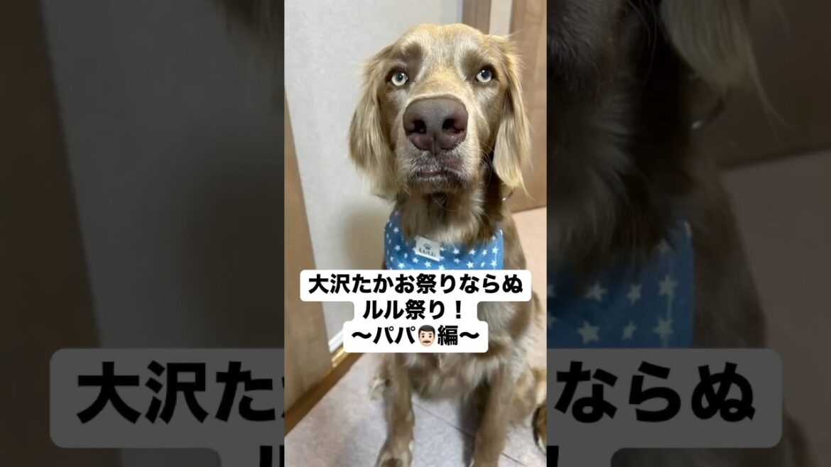 ルル祭り！！〜パパ編〜#大型犬 #犬のいる暮らし #ワイマラナー#ワイマラナーロングヘアード #dog#wiemaraner #shorts #ルルちゃんのルンルンちゃんねる