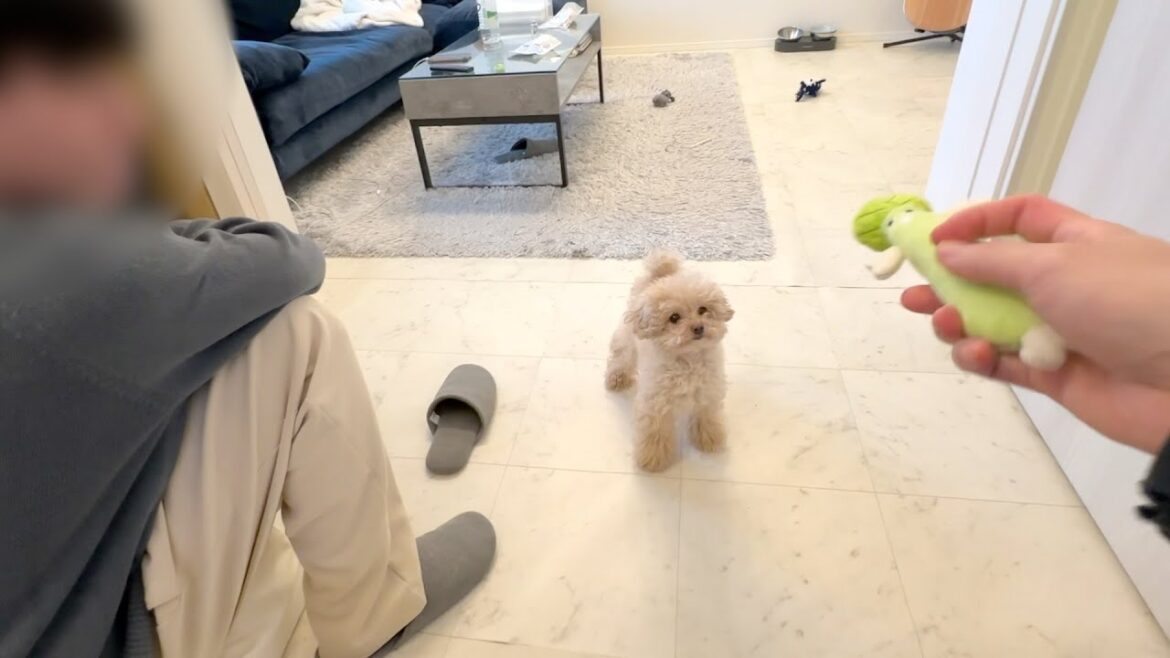 トイプードルの休日の過ごし方 トイプードルの休日の過ごし方