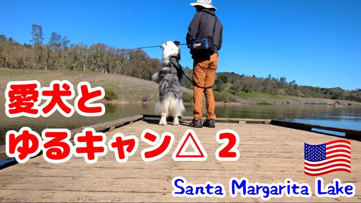 愛犬とキャンプでバスフィッシング【オーストラリアンシェパード】
