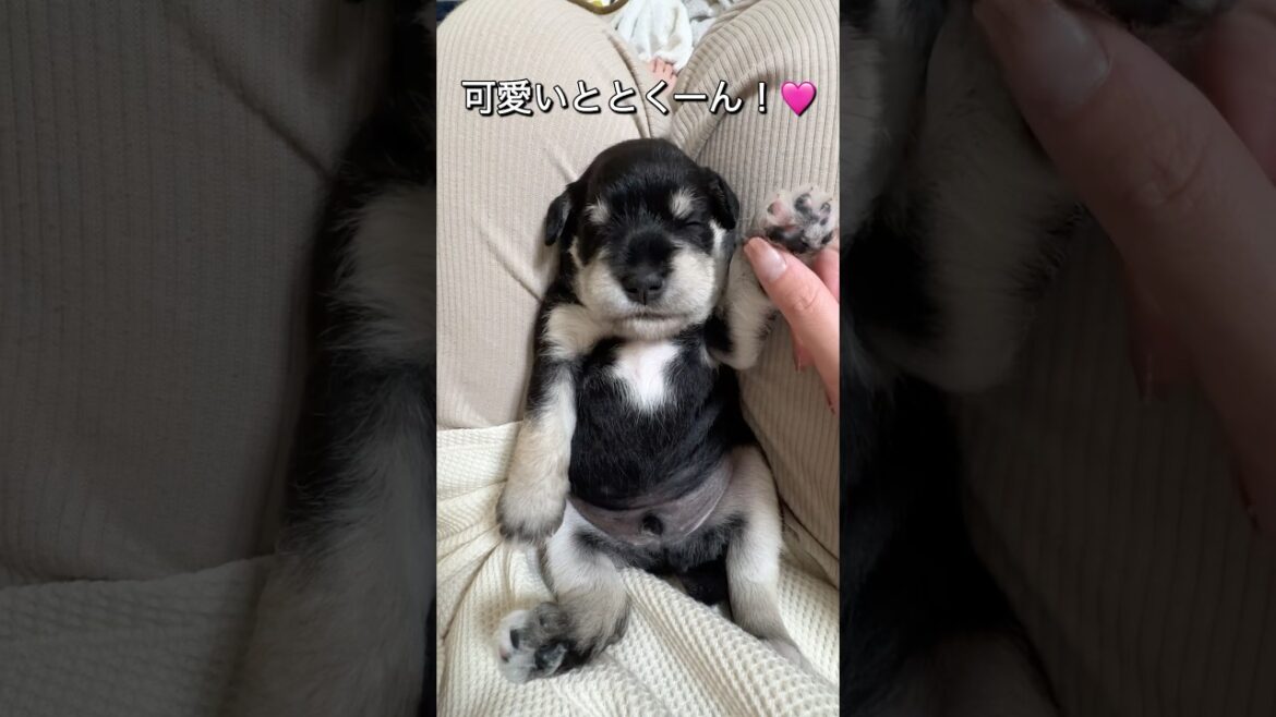 生後2週間のデカすぎるミニチュアシュナウザーの赤ちゃん #shorts #子犬 #puppy #犬のいる生活