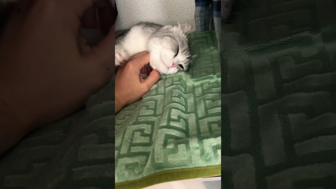 慰めましょう😿 #cat #アメリカンカール #猫のいる暮らし #成長記録