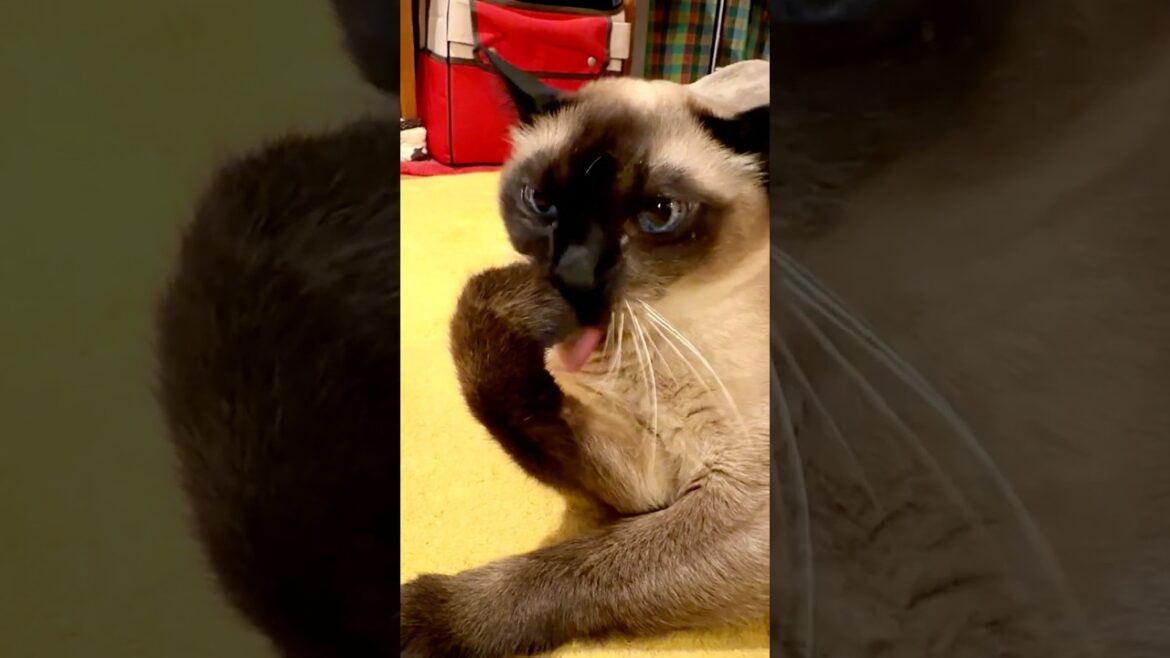 寝転んだまま同居猫をつかまえようと頑張ったたぬき猫なのにゃ♪ #cat #シンガプーラ #トンキニーズ#たぬき猫#singapura#tonkinese