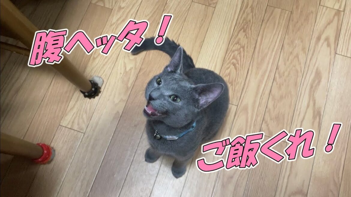 滅多に鳴かないロシアンブルーが唯一鳴く瞬間がこちら