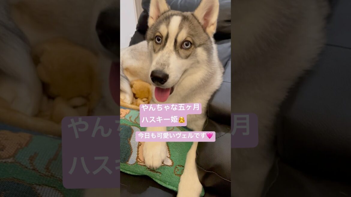 絶対降りないハスキーw#siberianhusky #shorts #dog #シベリアンハスキー #ショート #犬 #かわいい #女の子 #おもしろ