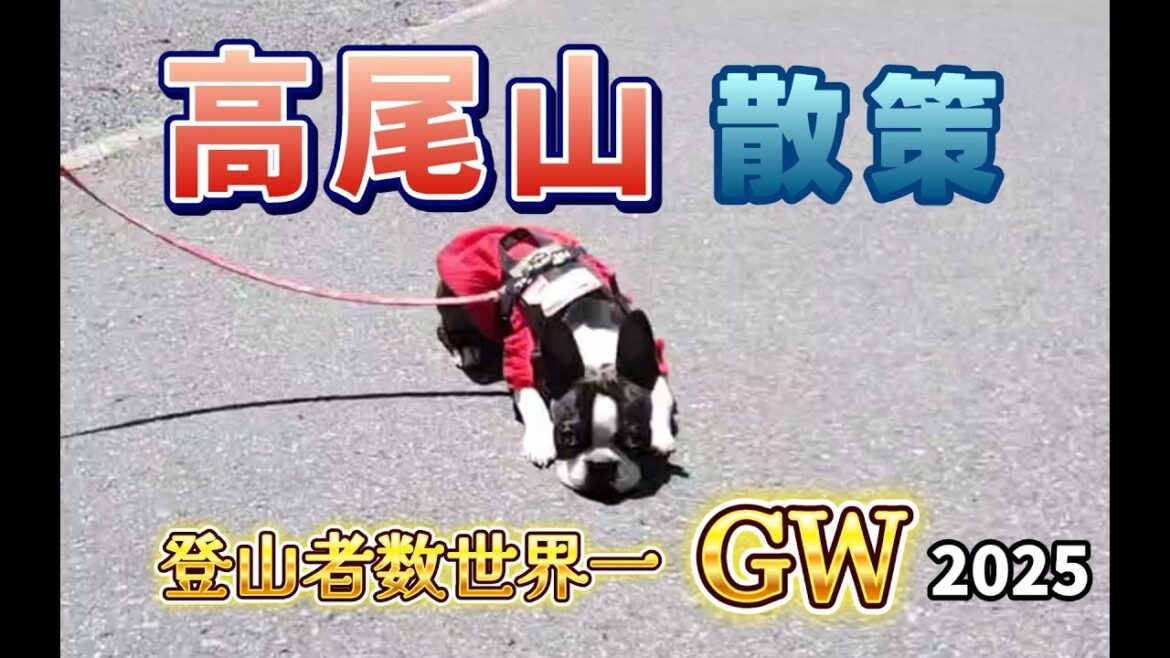 わんこと高尾山散策【2025GW】登山者数世界一#ボストンテリア #犬のいる生活 #bostonterrier #お散歩
