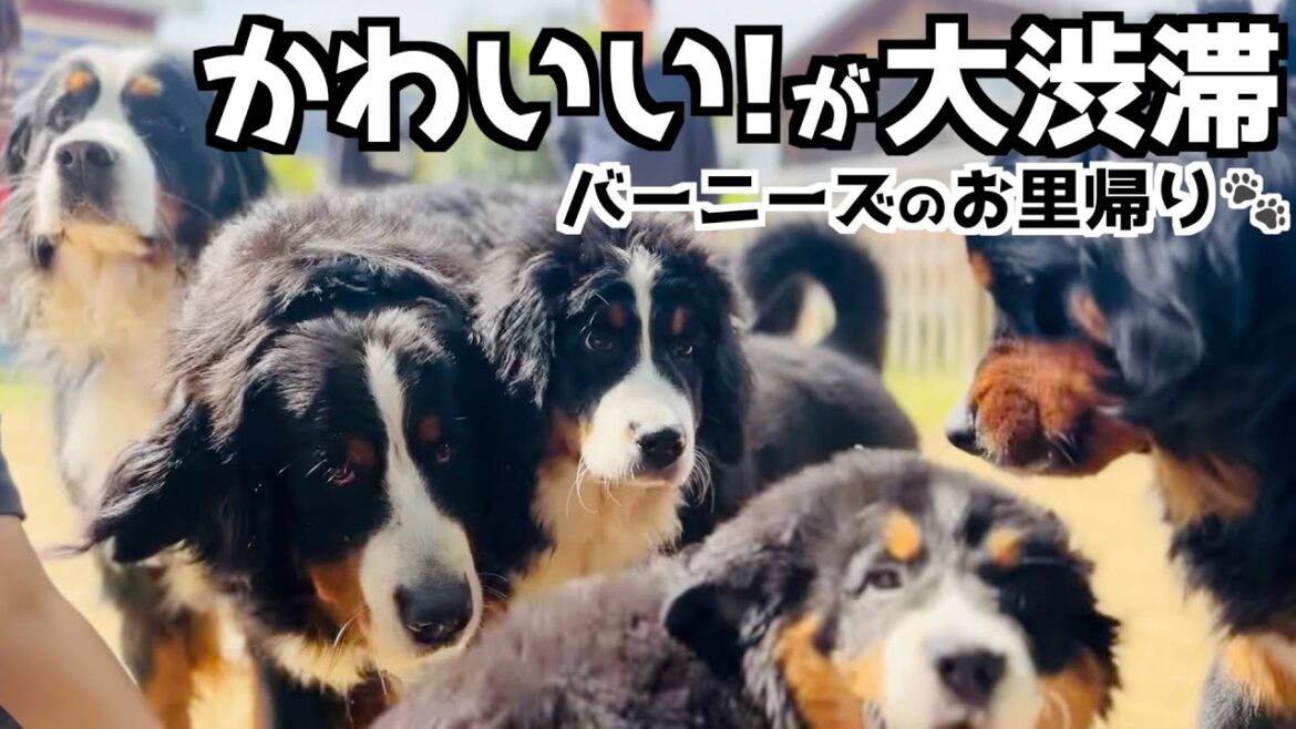 出産を考え始めたバーニーズのお里帰り in 京都 出産を考え始めたバーニーズのお里帰り in 京都