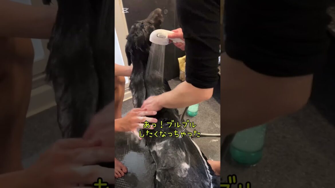 お兄ちゃんが初めてシャンプーしてくれたよ！ #フラットコーテッドレトリバー #dog #犬のいる暮らし