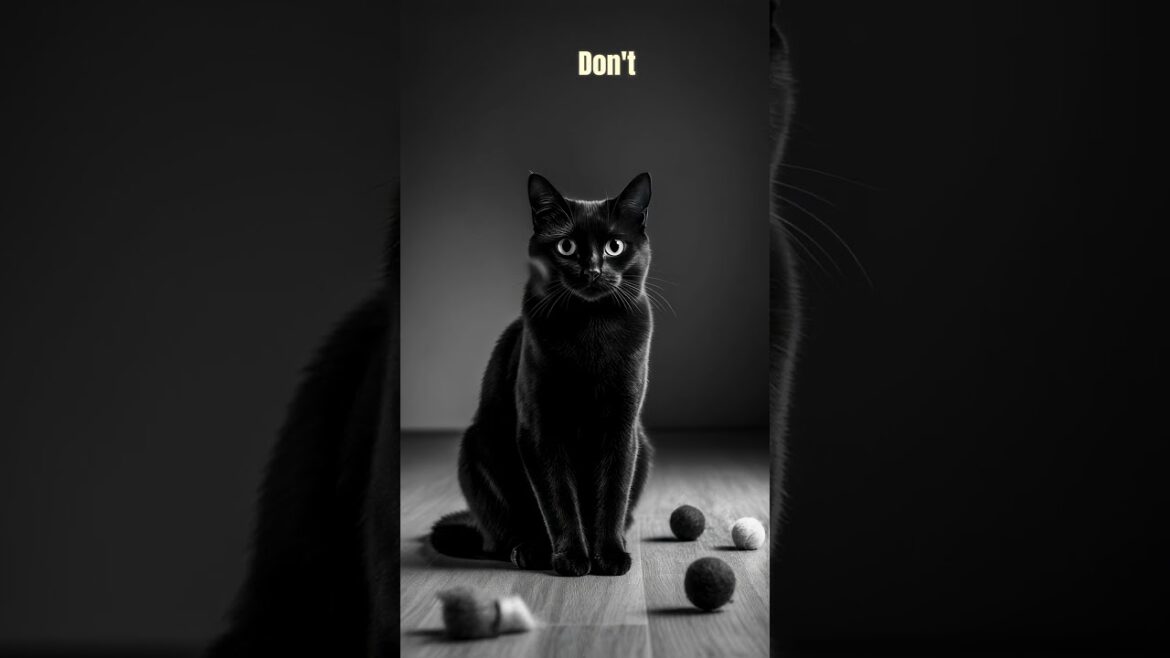 You Don’t Own a Cat… They Own You 🐱👑 #shortsviral #cat #shorts