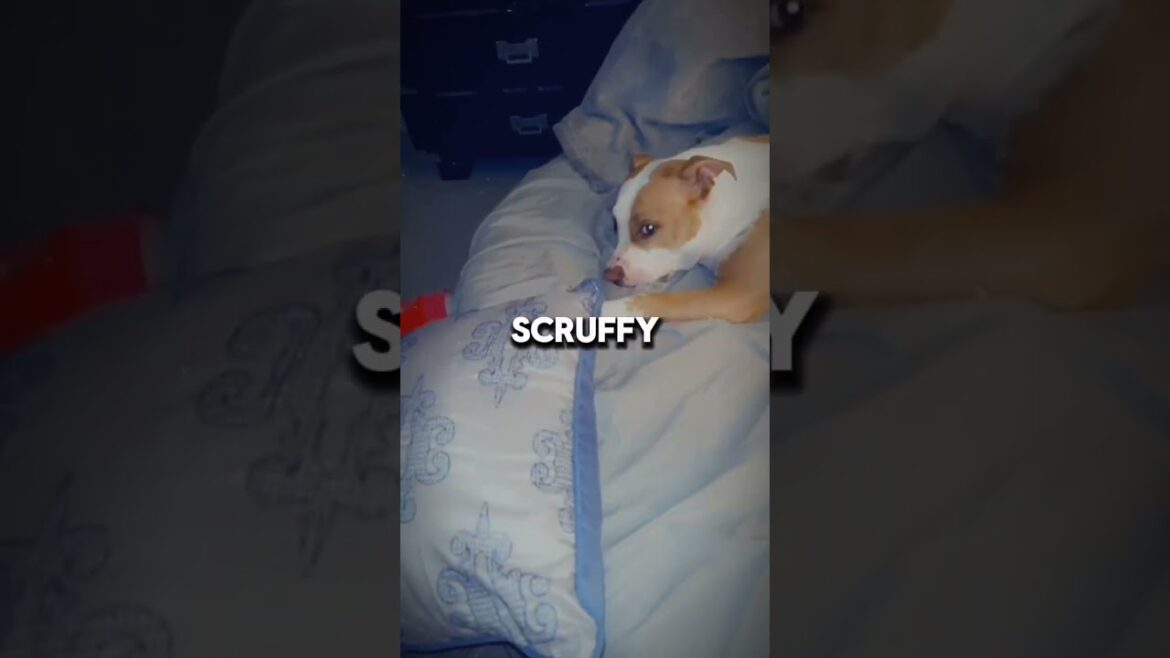 信じられないほどワイルドな見た目の犬種は存在するでしょうか?