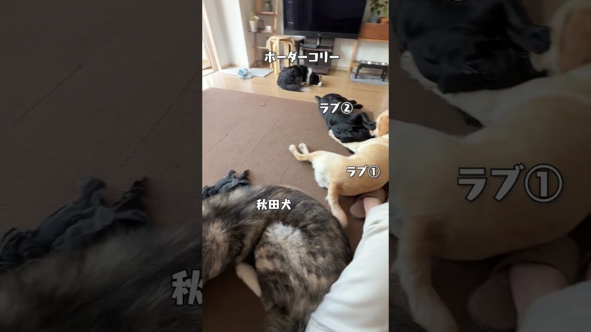 多頭飼いの休日って、こうなる。【チャウチャウ・秋田犬・ボーダーコリー・ラブラドールレトリバー】【大型犬】＃Shorts