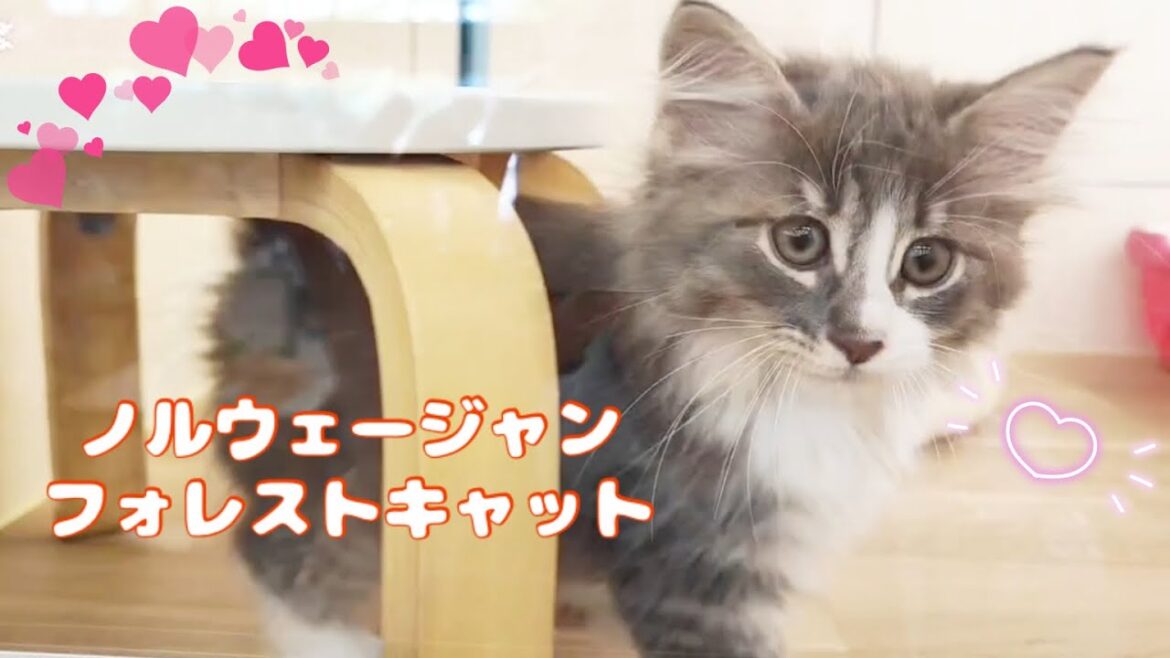 【2025.5.20】人馴れ環境馴れ抜群！ノルウェージャンフォレストキャット 子猫 男の子