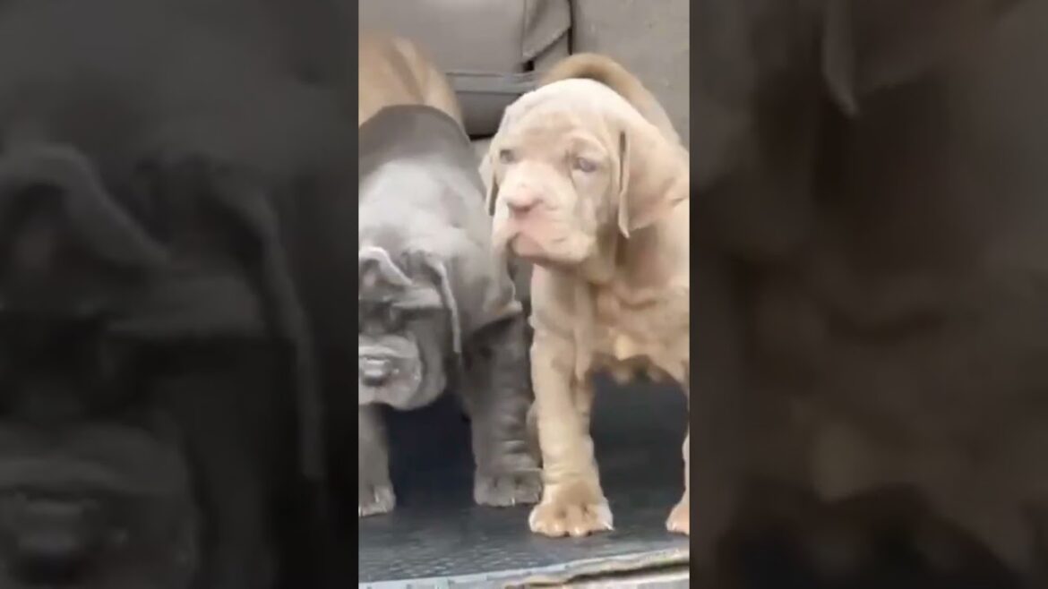 TOP NOTCH NEAPOLITAN  MASTIFF PUPPIES  NOW AVAILABLE.. Happy Family ❤️🫶❤️