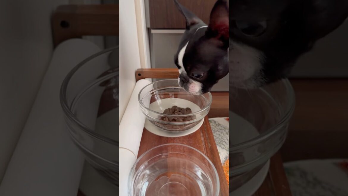 おはよう！メルの朝ごはん #ボストンテリア #ボステリ #bostonterrier
