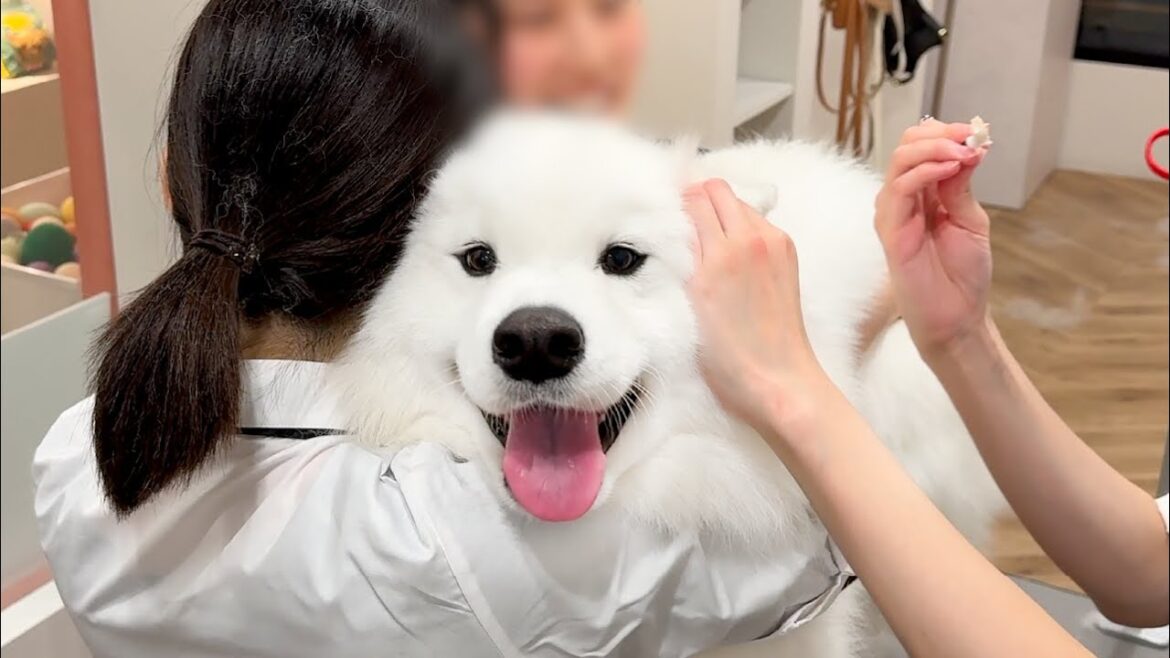 初対面のトリマーさんにもぐいぐい甘えて嬉しそうな犬の様子がかわいすぎました…