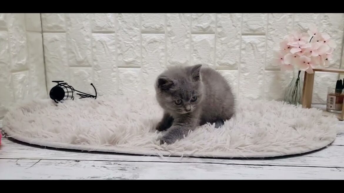 ペットショップ 犬の家 岡山店 「ブリティッシュショートヘアー」「187552」