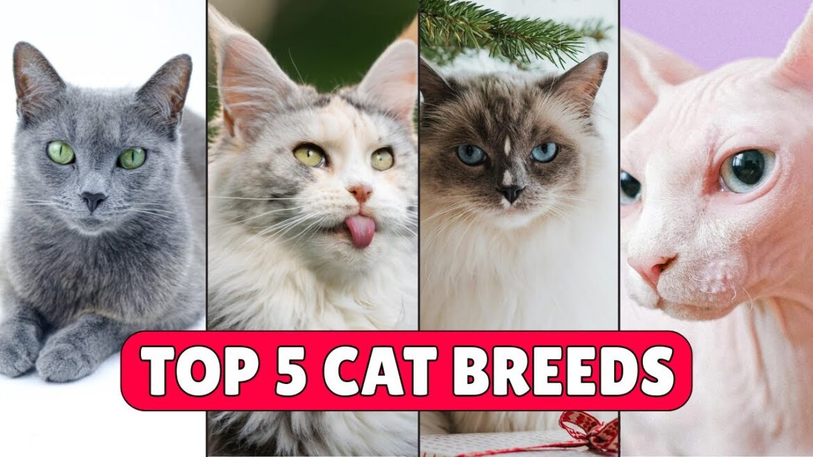 猫に対する気持ちが変わる5種類の猫種 猫に対する気持ちが変わる5種類の猫種