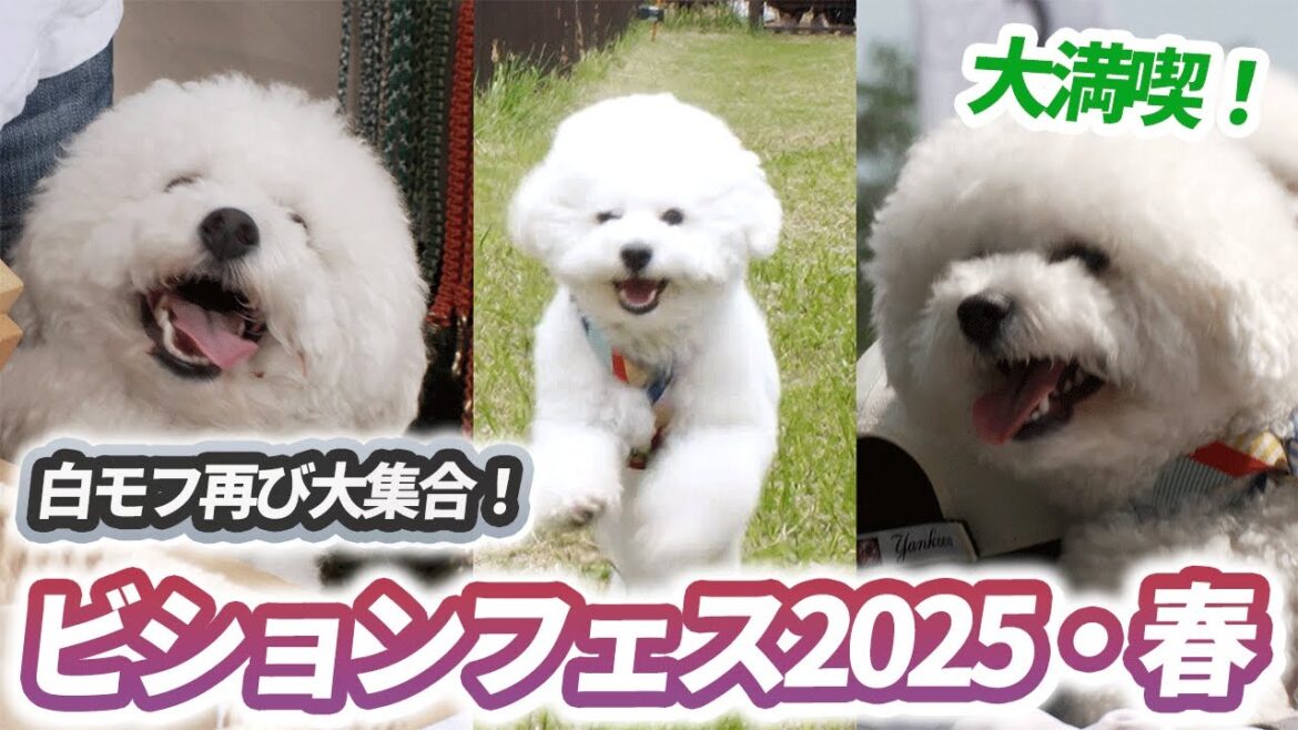 【白モフ再び大集合！】ビションフェス2025・Springを大満喫してきたよ