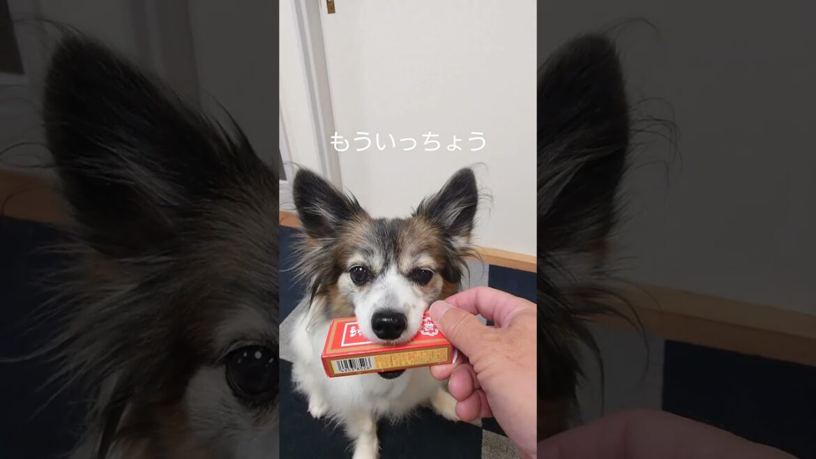 都こんぶの箱におやつ詰めてみた #犬のおやつ #犬のいる生活 #パピヨン