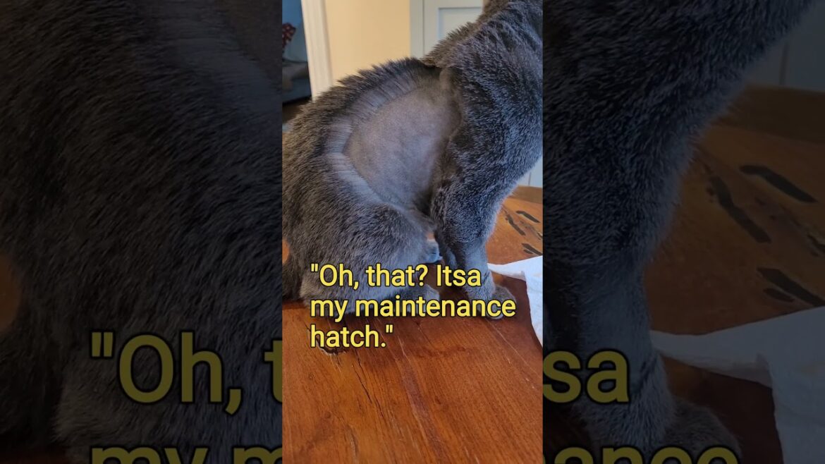 High Tech Korat Kitten  #thaicats #koratcat