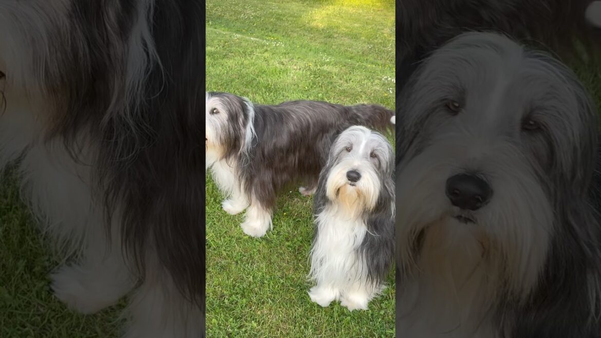 Please play! #dog #collie #beardedcollie #doglife #shorts