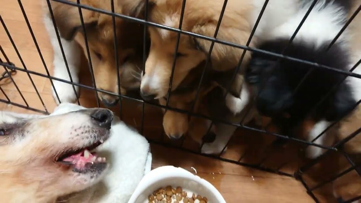 ラフコリーMotherlakecollies　婆ちゃんのご飯を狙うピラニアキッズ　ＰＡＭ58日目 クーロン52日目20220706