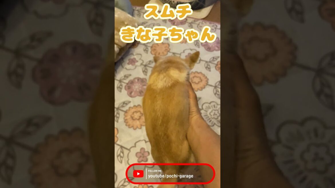 スムースコートチワワ 秘技！きな子回し #Shorts #dog