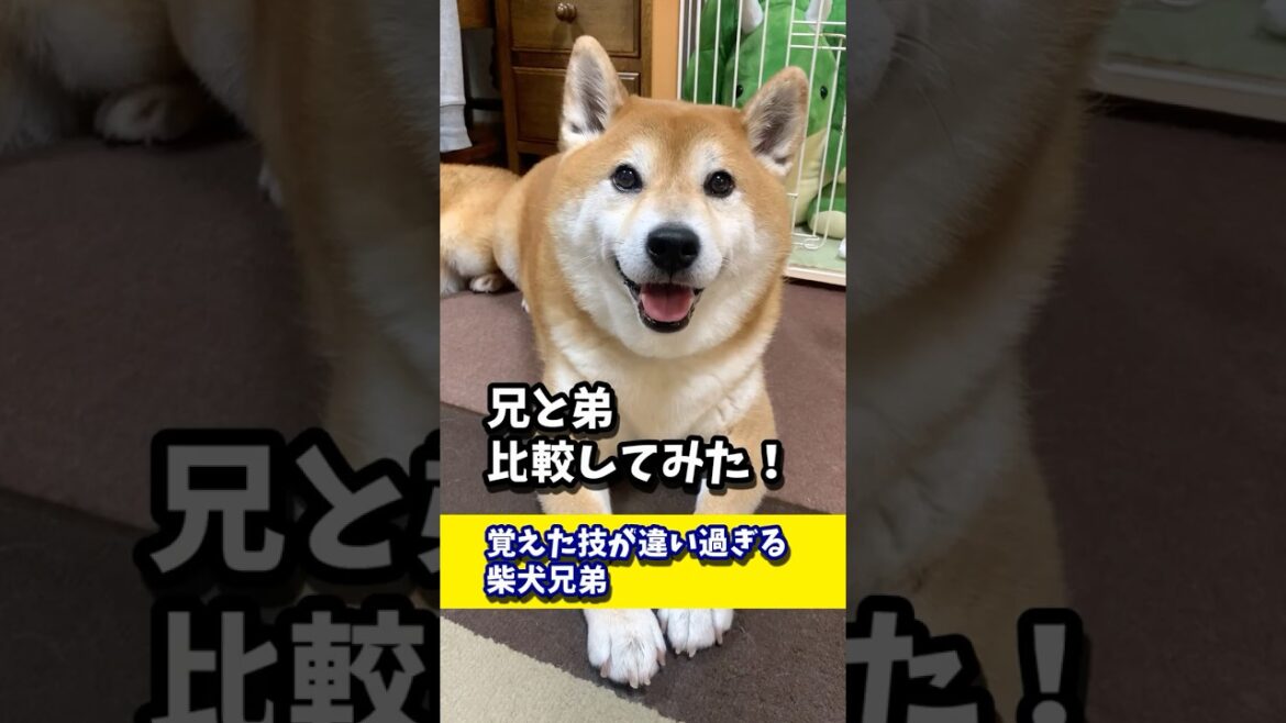 育て方は一緒なのに覚えた技が違い過ぎる柴犬兄弟 #shibadog #柴犬 #sibainu  #犬のいる生活 #shorts 育て方は一緒なのに覚えた技が違い過ぎる柴犬兄弟 #shibadog #柴犬 #sibainu  #犬のいる生活 #shorts