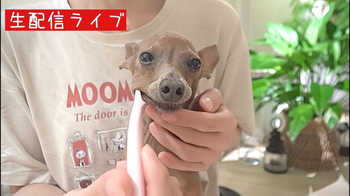 レイス君の歯磨きってどんな練習したの？生配信ライブ【ミニピン】