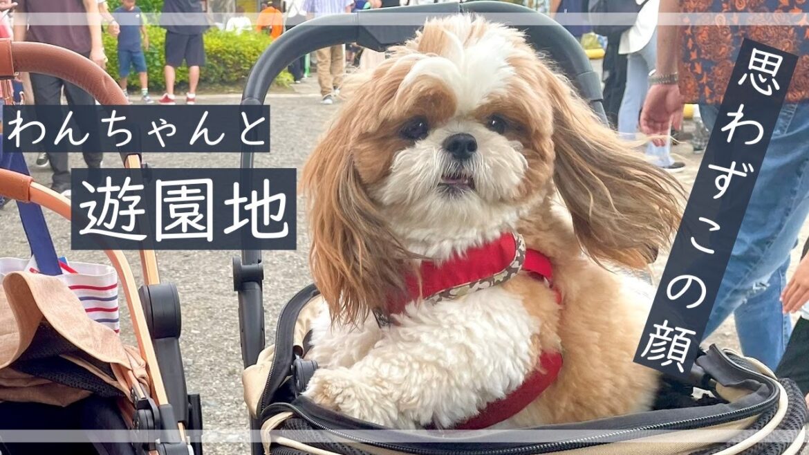 【シーズー】遊園地をお散歩してきたよ！