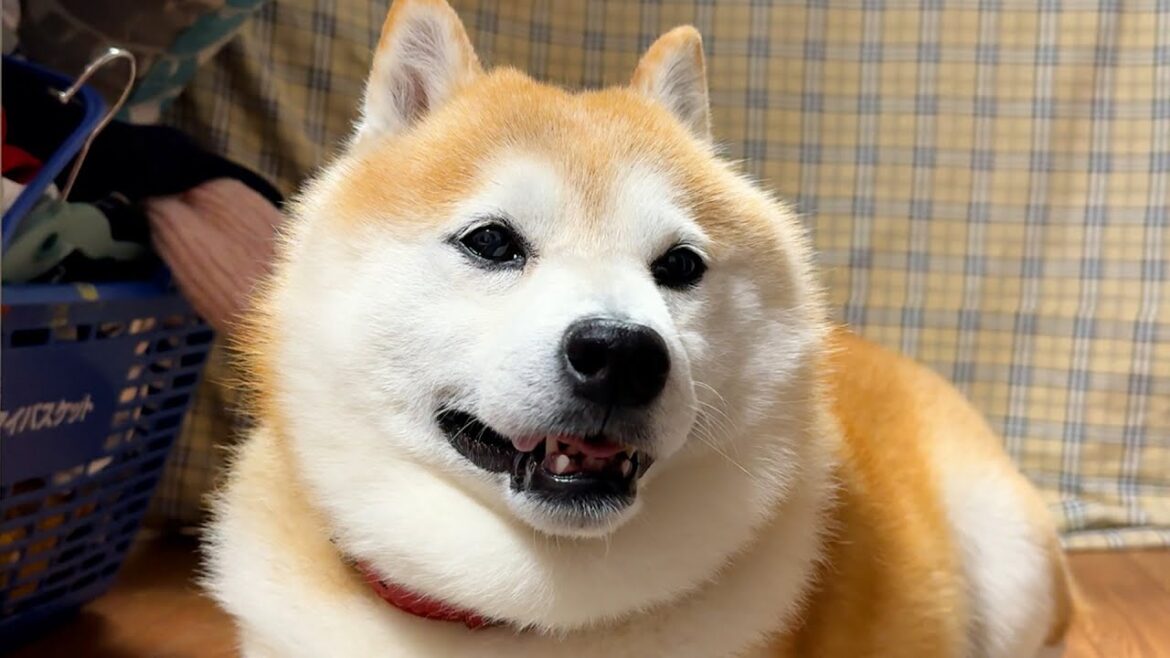 エヘエヘと聞き耳のデュアルモードには対応していない柴犬