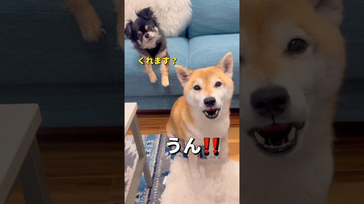 おねだり上手🐶#柴犬 #チワワ #shorts