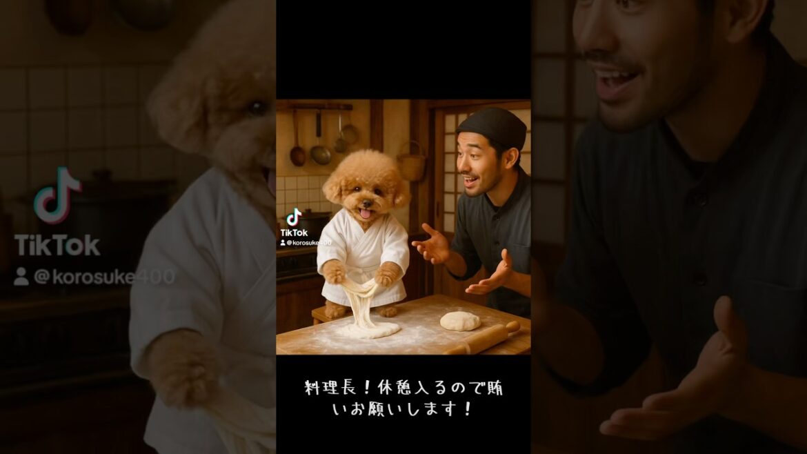 賄いを作るトイプードル❗️ #トイプードル #おすすめ  #賄い