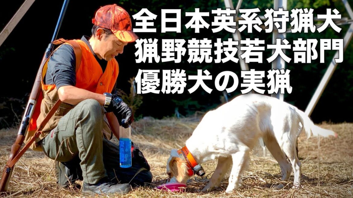 【狩猟】イングリッシュセターの姫号×最年少ハンドラー・全英若犬部門優勝ペアのハンティングライブ！