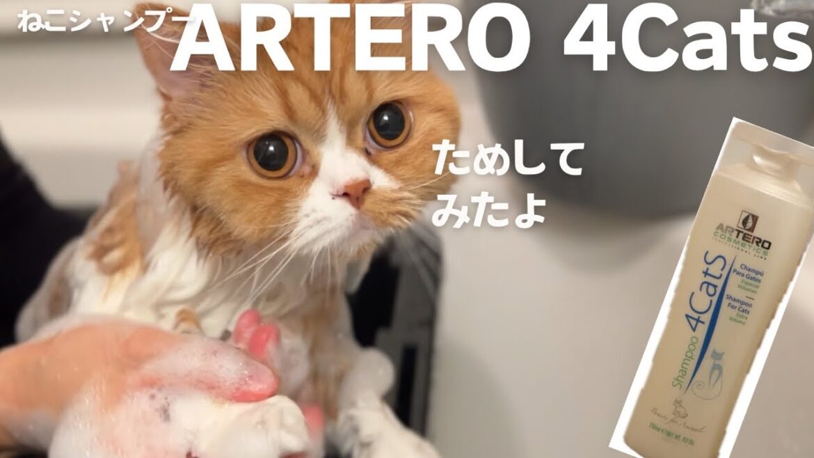 新しいシャンプー ARTERO 4Cats を試したスコ【スコティッシュフォールド】 新しいシャンプー ARTERO 4Cats を試したスコ【スコティッシュフォールド】