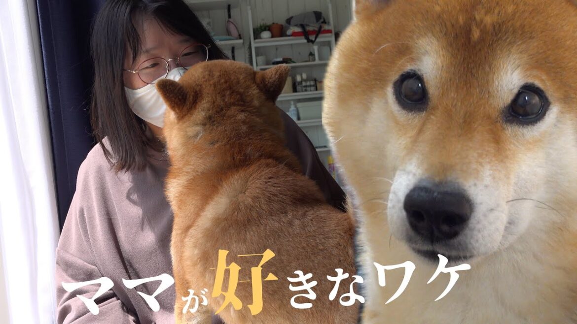 柴犬とママがラブラブすぎる理由に迫ったら感動の理由がそこにはありました。