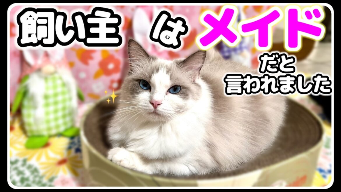 ７つ子子猫とオオヤマネコの初対面！美猫妻が元旦那に再会したら... #ラグドール #猫 #子猫  #エルサ
