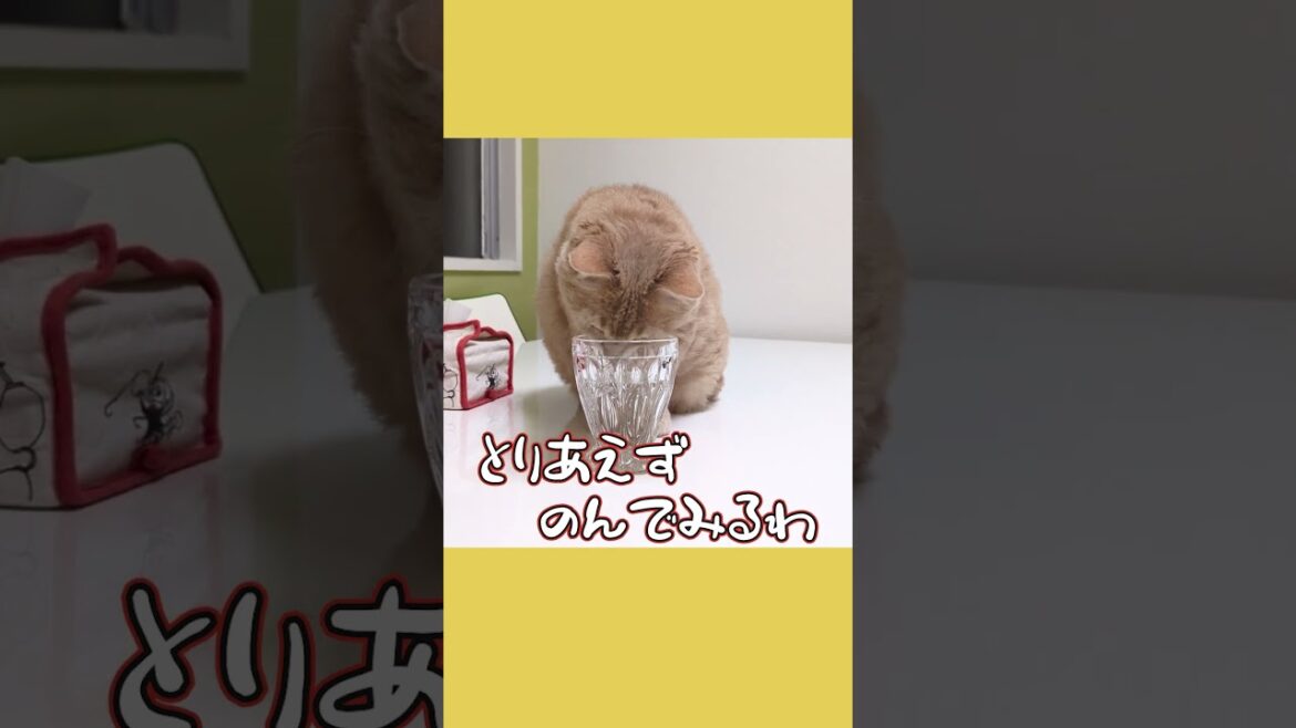 【ぽっちゃん家】炭酸水と猫 vol15　#猫 #猫動画 #shorts