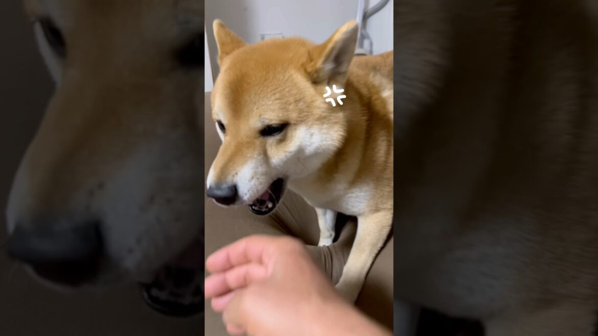 流行りの曲を使ってみた　#柴犬　#柴犬とん