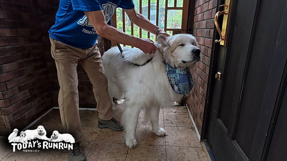 いくつになっても耳の薬はやっぱり苦手なアランです　Great Pyrenees　グレートピレニーズ