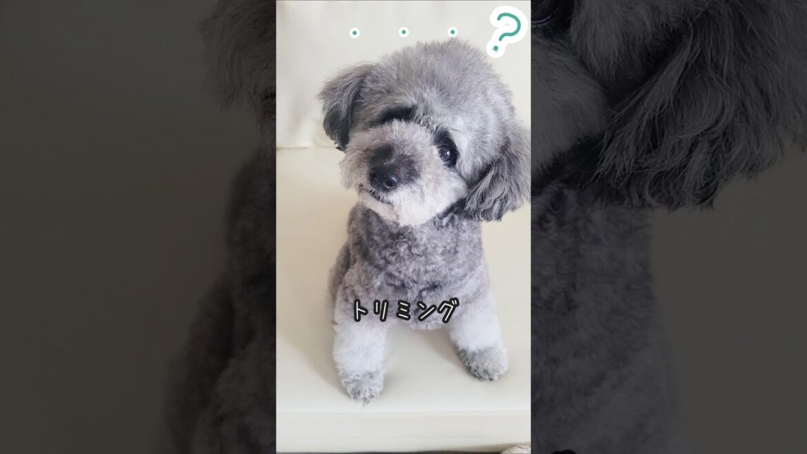 大好きなトリミングなのにまだ寝惚けてるミント🐨#トイプードルシルバー #toypoodle #shorts