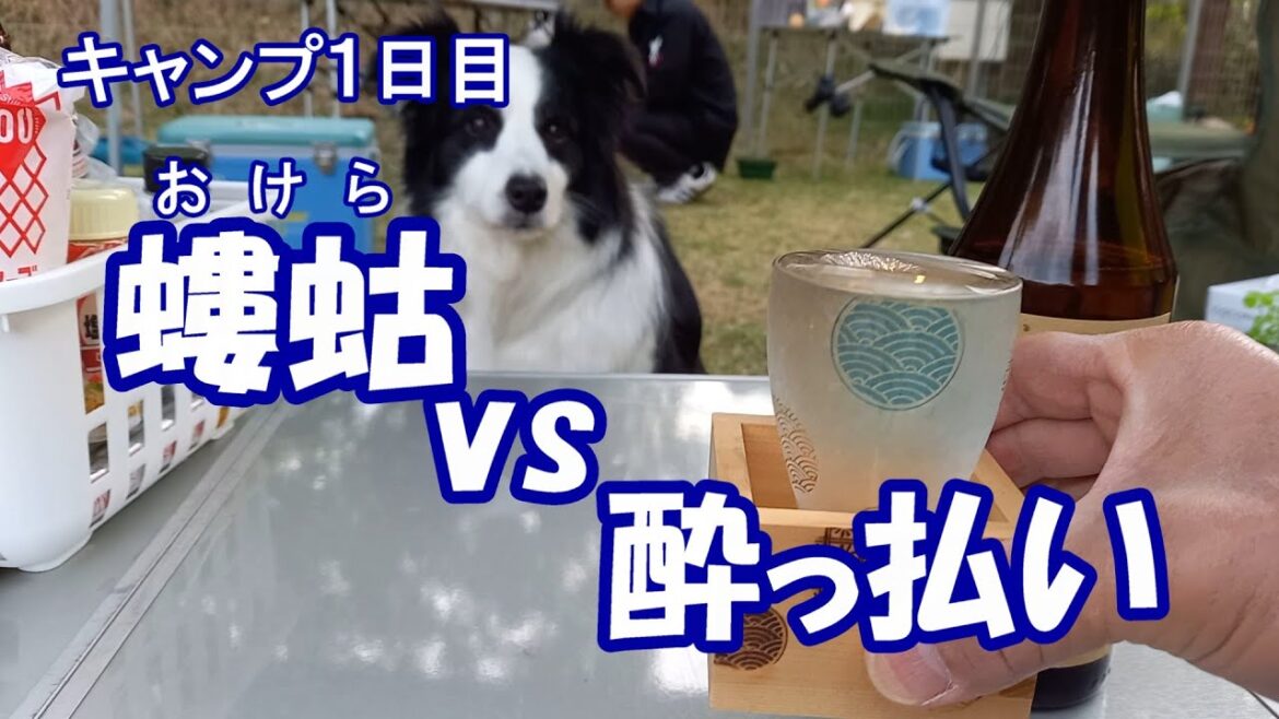 ボーダーコリーと過ごすゴールデンウイーク