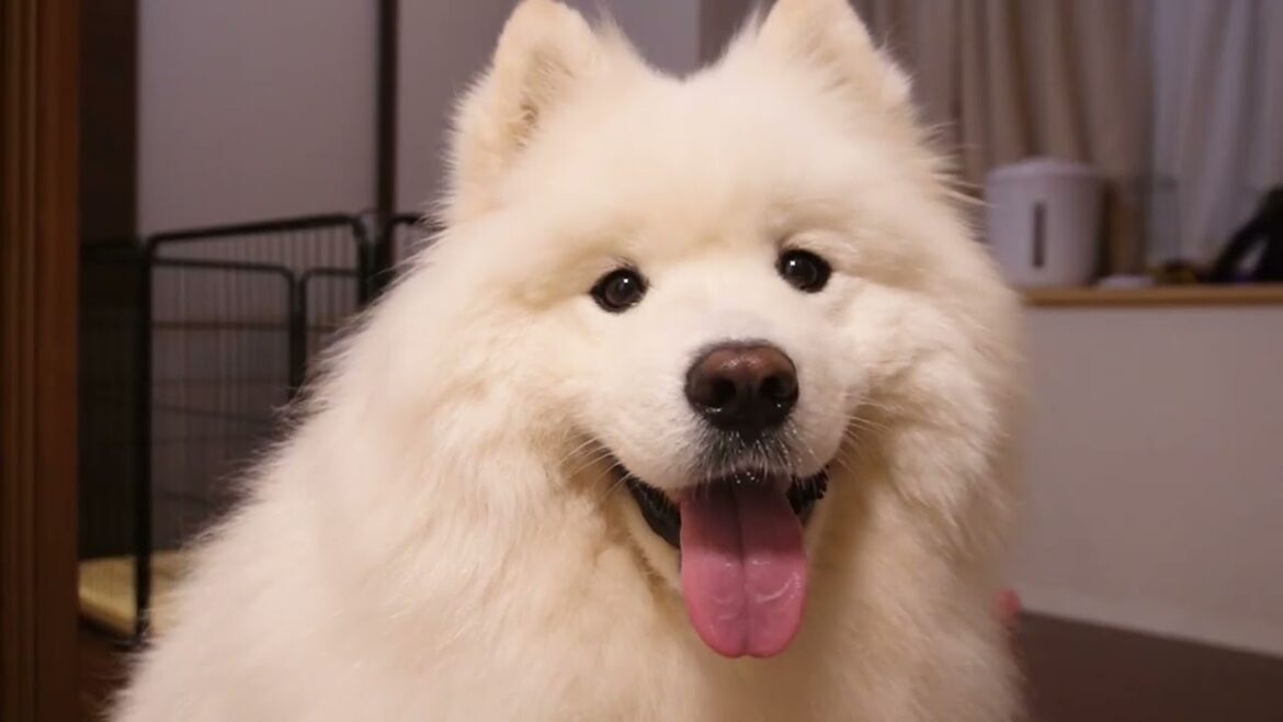ダイエット中でおやつに目がないサモエド犬が可愛すぎるw