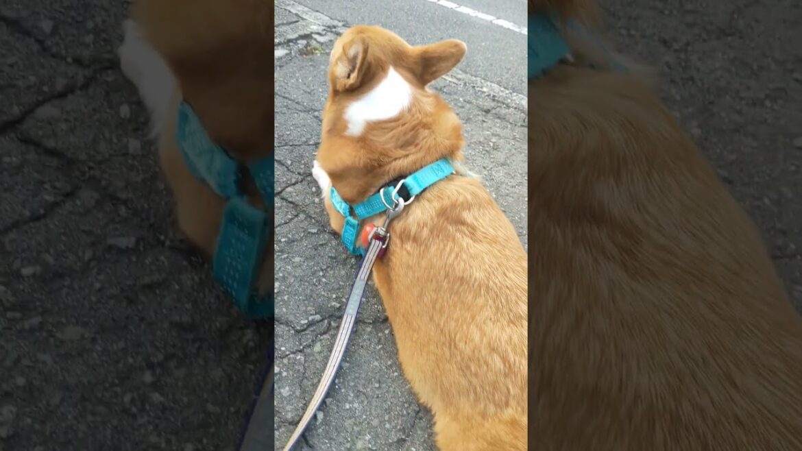 散歩中に休憩するコーギー