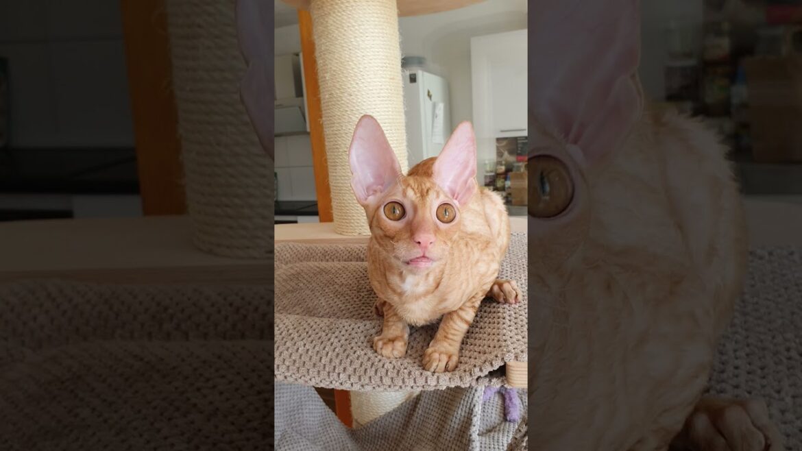 Cornish Rex kitten saying hello!
